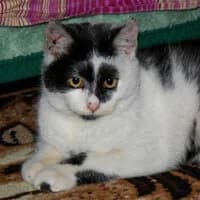 BANITEK, female Mixed Breed for adoption at Fundacja Głosem Zwierząt, Polska
