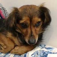 LIL, Mixed Breed (Fundacja Głosem Zwierząt)