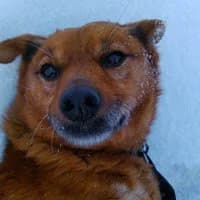 LEGO, Mixed Breed (Fundacja Głosem Zwierząt)