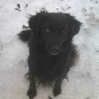 DINA, Mixed Breed (Fundacja Głosem Zwierząt)