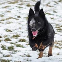 BALOO, Mixed Breed (Fundacja Głosem Zwierząt)
