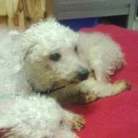 MAIA, Mixed Breed (Fundacja Głosem Zwierząt)