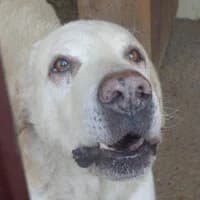 AJAX, Mixed Breed (Fundacja Głosem Zwierząt)