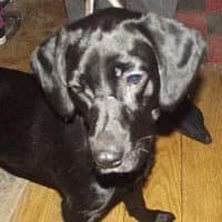 CORA, Mixed Breed (Fundacja Głosem Zwierząt)
