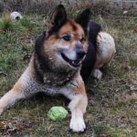 BARNI, Mixed Breed (Fundacja Głosem Zwierząt)