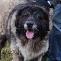 ZIMBA, Mixed Breed (Fundacja Głosem Zwierząt)