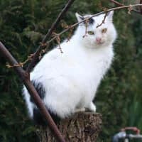 BOULI, female Mixed Breed for adoption at Fundacja Głosem Zwierząt, Polska