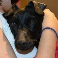 KAIR, Mixed Breed (Fundacja Głosem Zwierząt)
