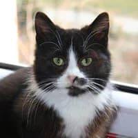 LOLI, Mixed Breed for adoption at Fundacja Głosem Zwierząt, Polska