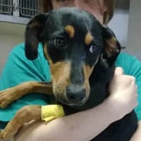 PENY, Mixed Breed (Fundacja Głosem Zwierząt)