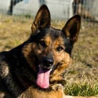 SYRIUSZ, Mixed Breed (Fundacja Głosem Zwierząt)