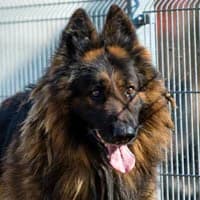 BALZAK, Mixed Breed (Fundacja Głosem Zwierząt)