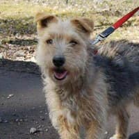 RASTA, Mixed Breed (Fundacja Głosem Zwierząt)
