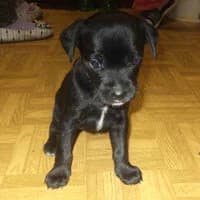 BONI, Mixed Breed (Fundacja Głosem Zwierząt)