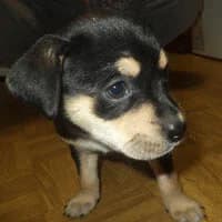 BEGI, Mixed Breed (Fundacja Głosem Zwierząt)