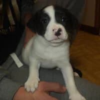 BATU, Mixed Breed (Fundacja Głosem Zwierząt)
