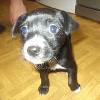 BAGSI, Mixed Breed (Fundacja Głosem Zwierząt)