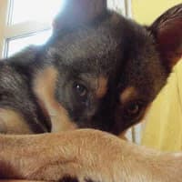MISZKA, Mixed Breed (Fundacja Głosem Zwierząt)