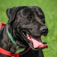 ATA, Mixed Breed (Fundacja Głosem Zwierząt)