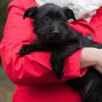 COFFEE, Mixed Breed (Fundacja Głosem Zwierząt)