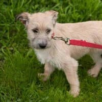 CIACHO, Mixed Breed (Fundacja Głosem Zwierząt)