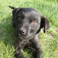 DUBI, Mixed Breed (Fundacja Głosem Zwierząt)