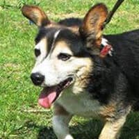 KORBI, Mixed Breed (Fundacja Głosem Zwierząt)