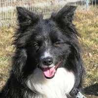BREGO, Mixed Breed (Fundacja Głosem Zwierząt)
