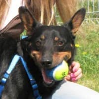 NEMOS, Mixed Breed (Fundacja Głosem Zwierząt)