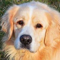 SALIK, Mixed Breed (Fundacja Głosem Zwierząt)