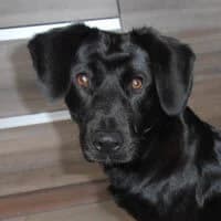 ROCKY, Mixed Breed (Fundacja Głosem Zwierząt)