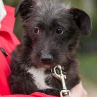 DŻEZIK, Mixed Breed (Fundacja Głosem Zwierząt)