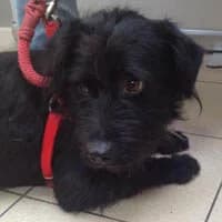 BRONX, Mixed Breed (Fundacja Głosem Zwierząt)