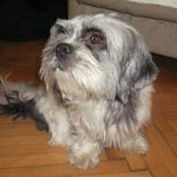 TIGUS, Mixed Breed (Fundacja Głosem Zwierząt)