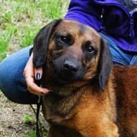 MOBBY, Mixed Breed (Fundacja Głosem Zwierząt)
