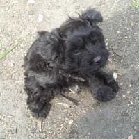 OKRUSZEK, Mixed Breed (Fundacja Głosem Zwierząt)