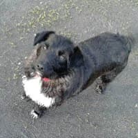 NELI, Mixed Breed (Fundacja Głosem Zwierząt)