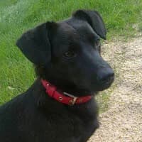 CHRUPKA, Mixed Breed (Fundacja Głosem Zwierząt)