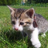 TROPSIK, Mixed Breed for adoption at Fundacja Głosem Zwierząt, Polska