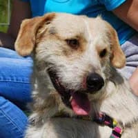 PUCCI, Mixed Breed (Fundacja Głosem Zwierząt)