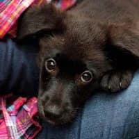 SKIPPER, Mixed Breed (Fundacja Głosem Zwierząt)
