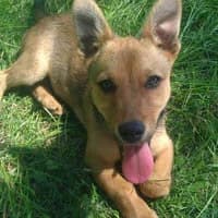 TOUDI, Mixed Breed (Fundacja Głosem Zwierząt)