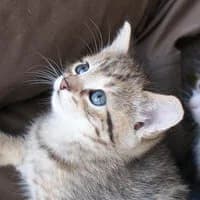 GLORJA,  Mixed Breed for adoption at Fundacja Głosem Zwierząt, Polska
