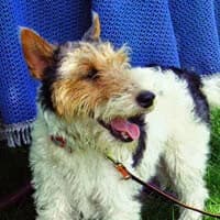 LUNKA, Mixed Breed (Fundacja Głosem Zwierząt)