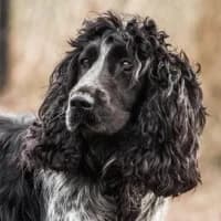 TAIGA, Mixed Breed (Fundacja Głosem Zwierząt)