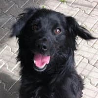 DRUPI, Mixed Breed (Fundacja Głosem Zwierząt)