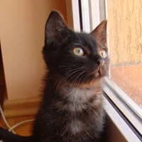 MIKUŚ, female Mixed Breed for adoption at Fundacja Głosem Zwierząt, Polska