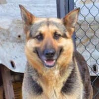 SHARA, Mixed Breed (Fundacja Głosem Zwierząt)