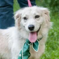 WILMA, Mixed Breed (Fundacja Głosem Zwierząt)