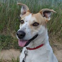 RUUMBA, Mixed Breed (Fundacja Głosem Zwierząt)
